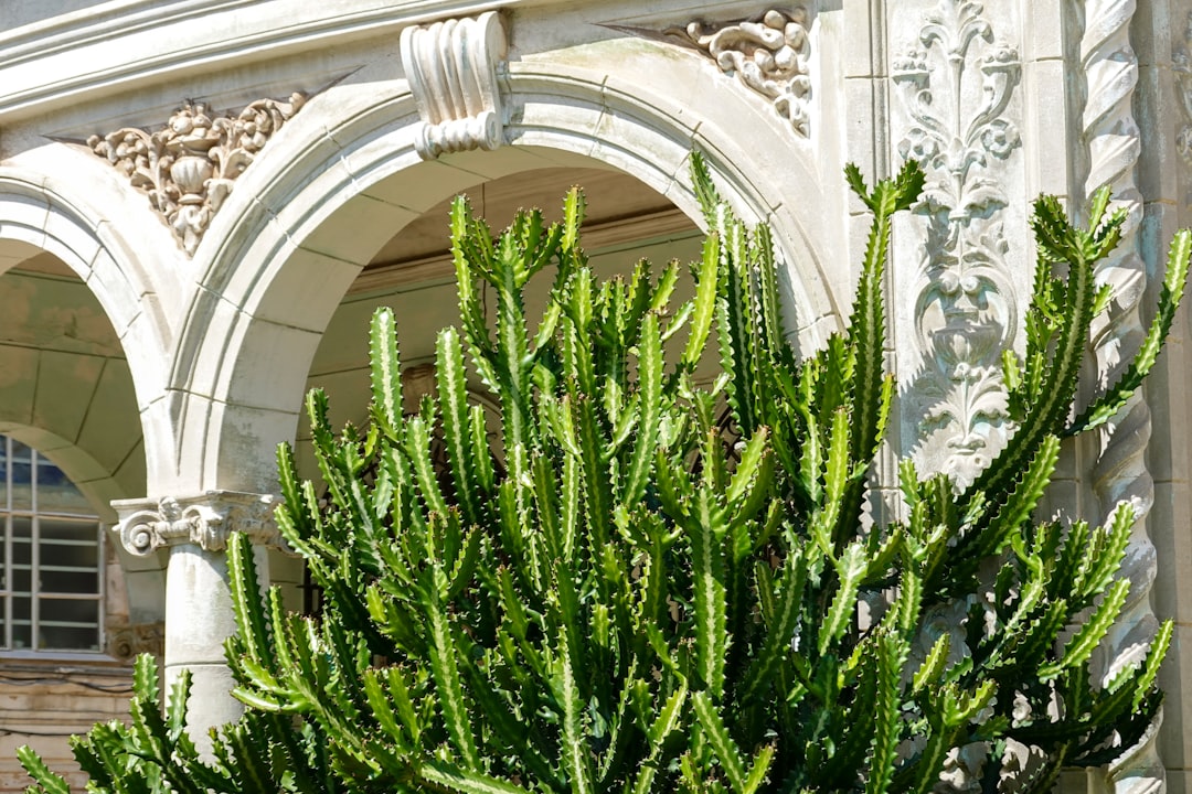green plant near white floral window curtain
