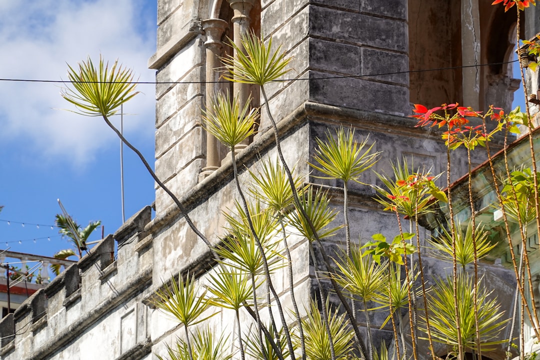 green palm tree near brown concrete building during daytime