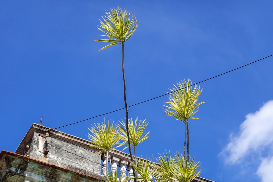 green palm tree under blue sky during daytime