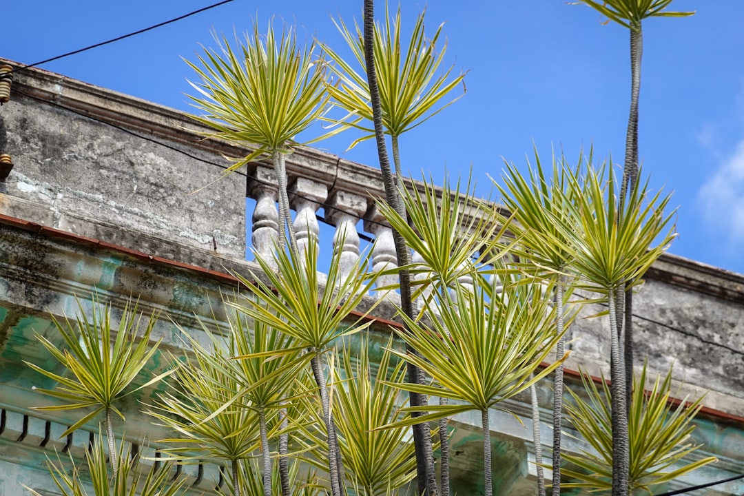 green palm tree near gray concrete wall