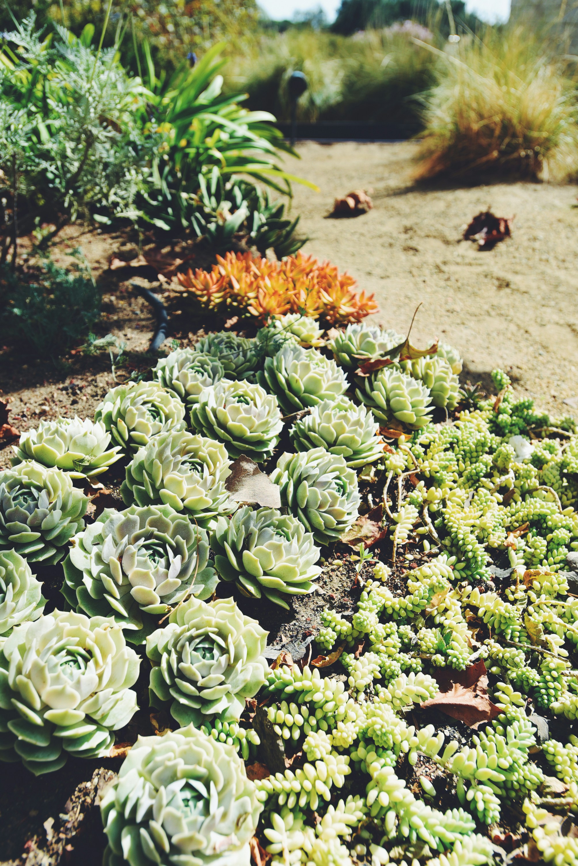 Petite arid land plants in a vibrant succulent garden