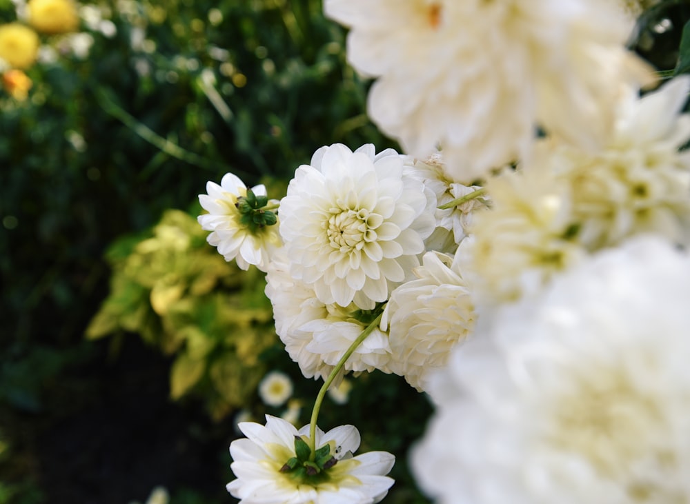 white flower with green leaves