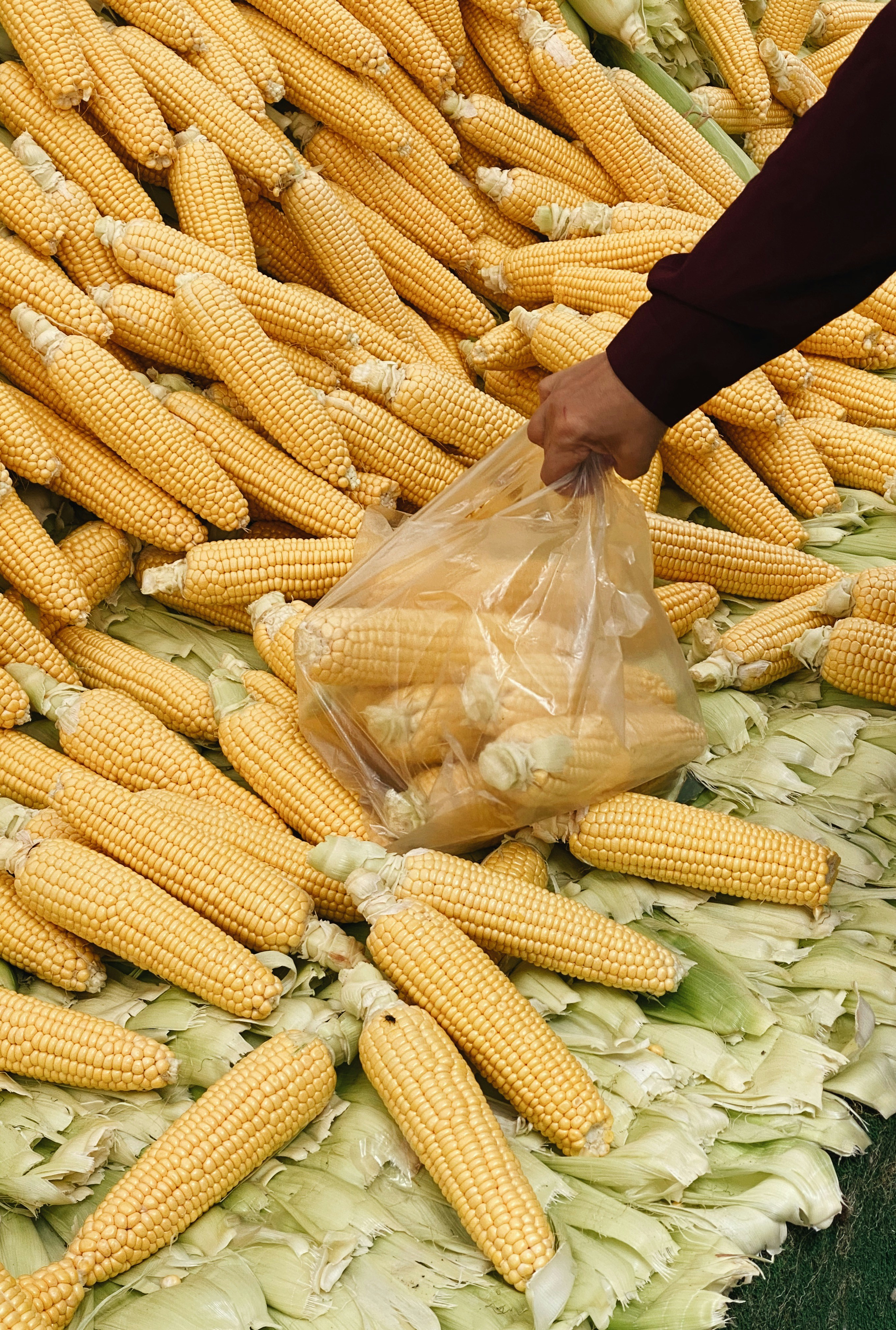 corn on clear plastic pack