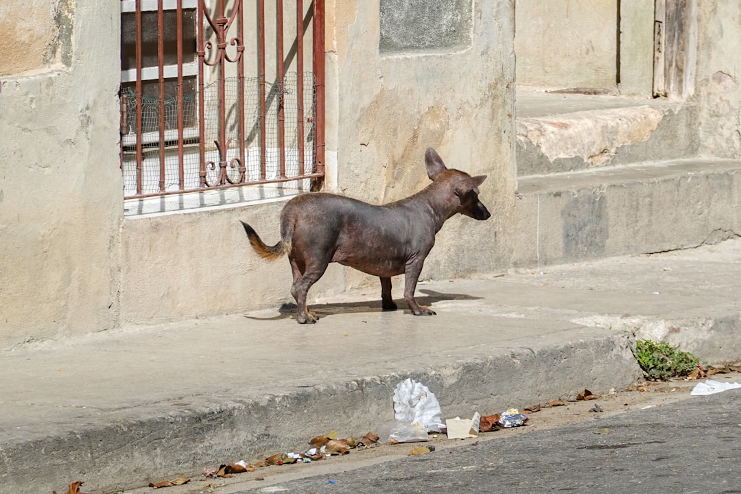 black short coated animal on gray concrete floor