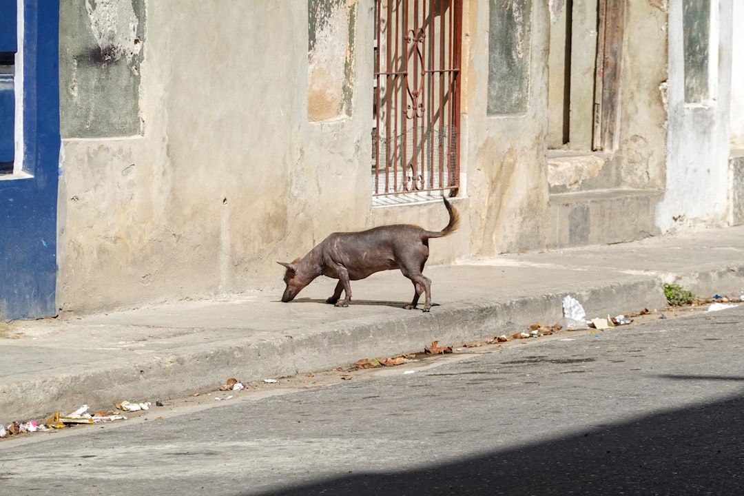 black pig walking on road during daytime