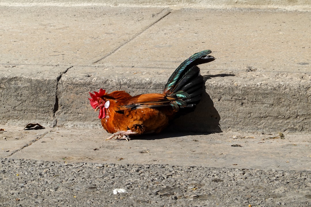 red rooster on gray concrete floor
