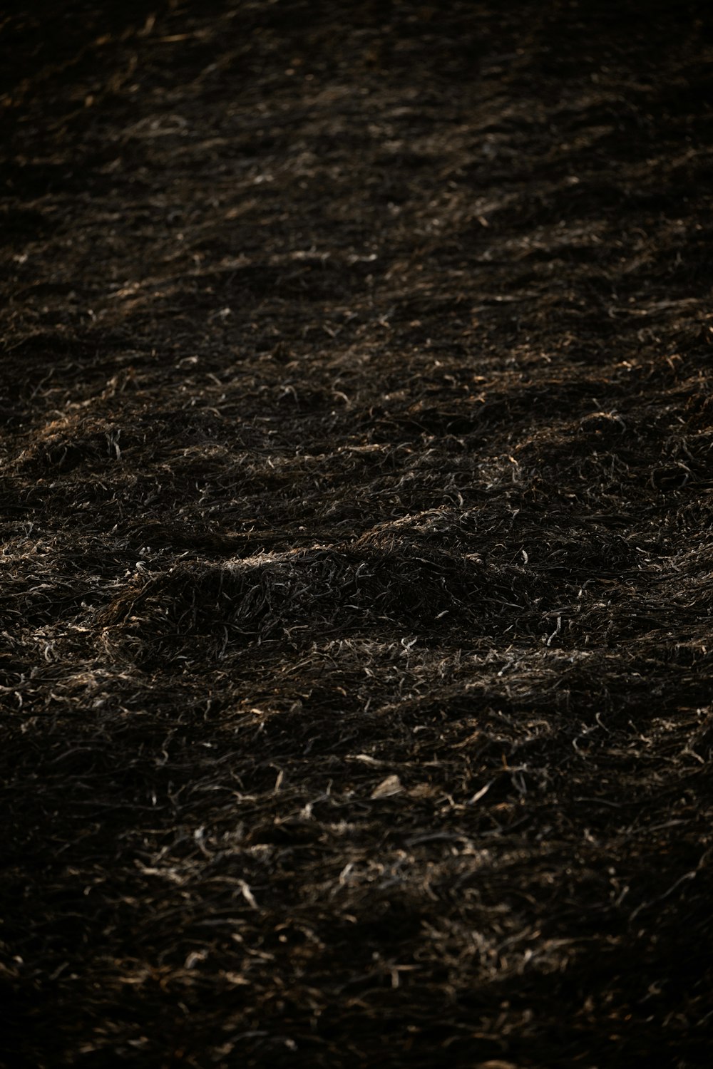 a sheep is standing in a field of hay