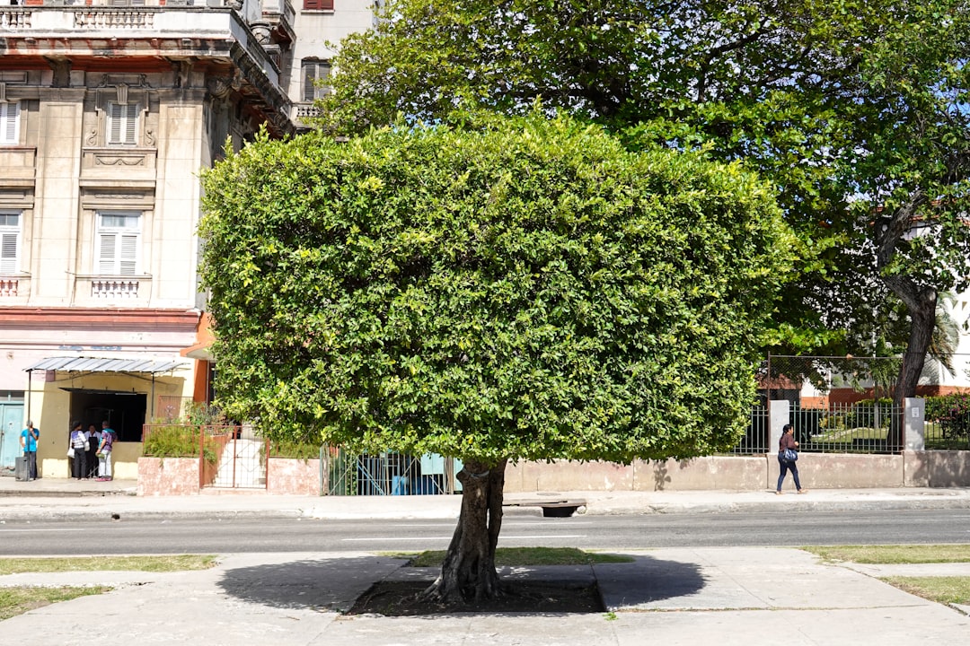 green tree near brown building during daytime