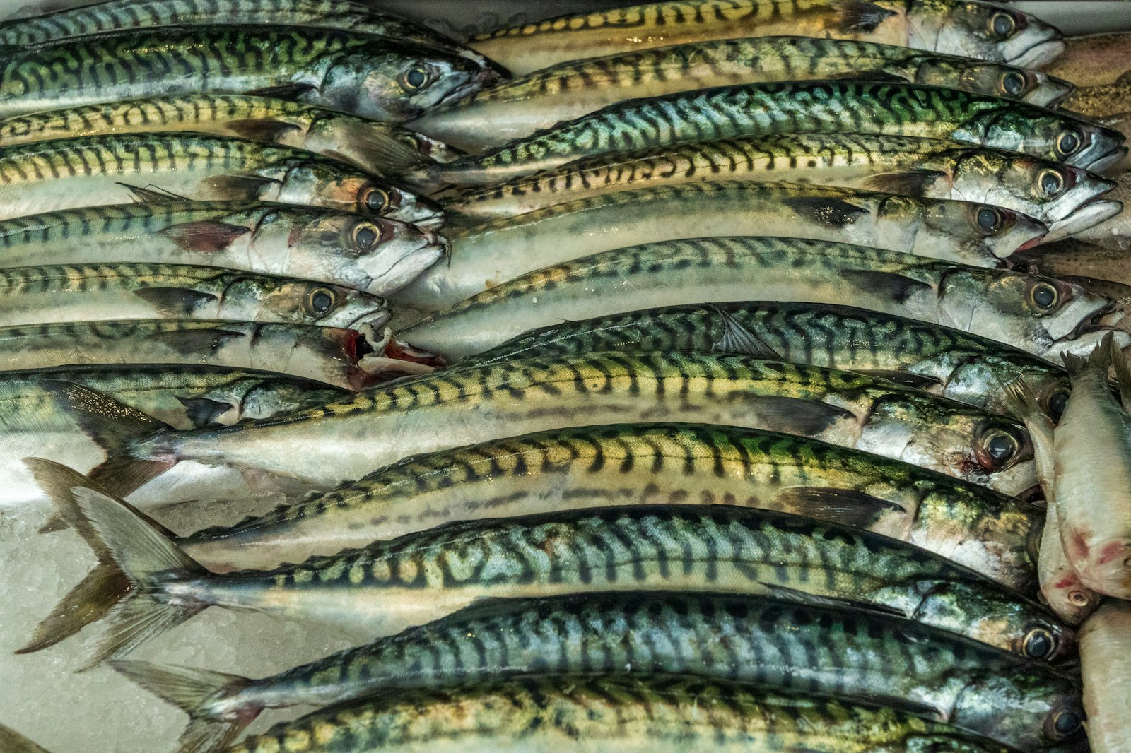 Blanke makreller på is i fiskedisken, fersk makrell i Bergen