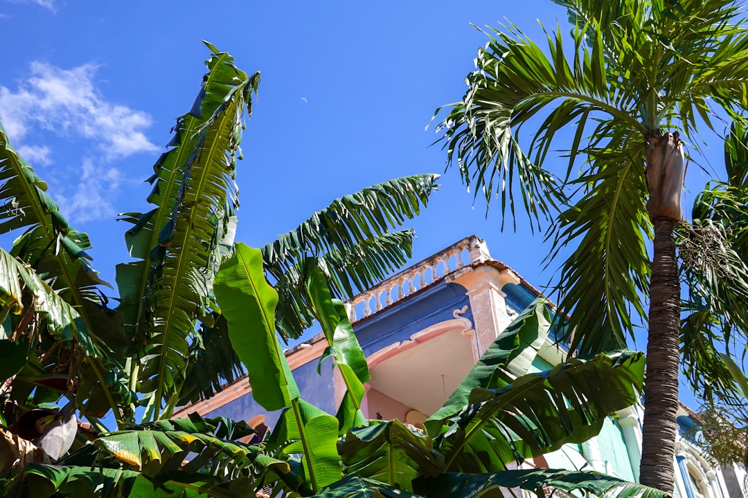 green palm tree near brown concrete building under blue sky during daytime