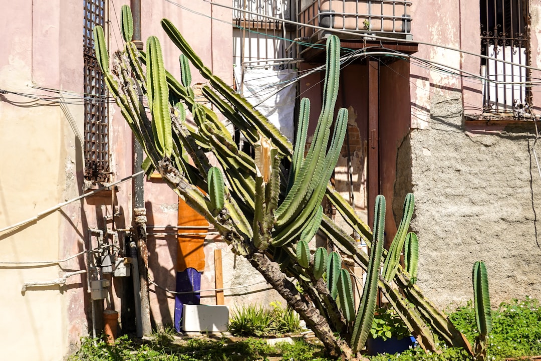 green cactus plant near brown concrete building during daytime