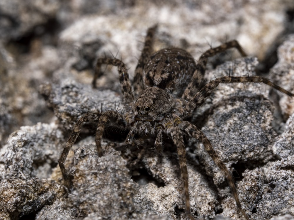 brown spider on gray rock