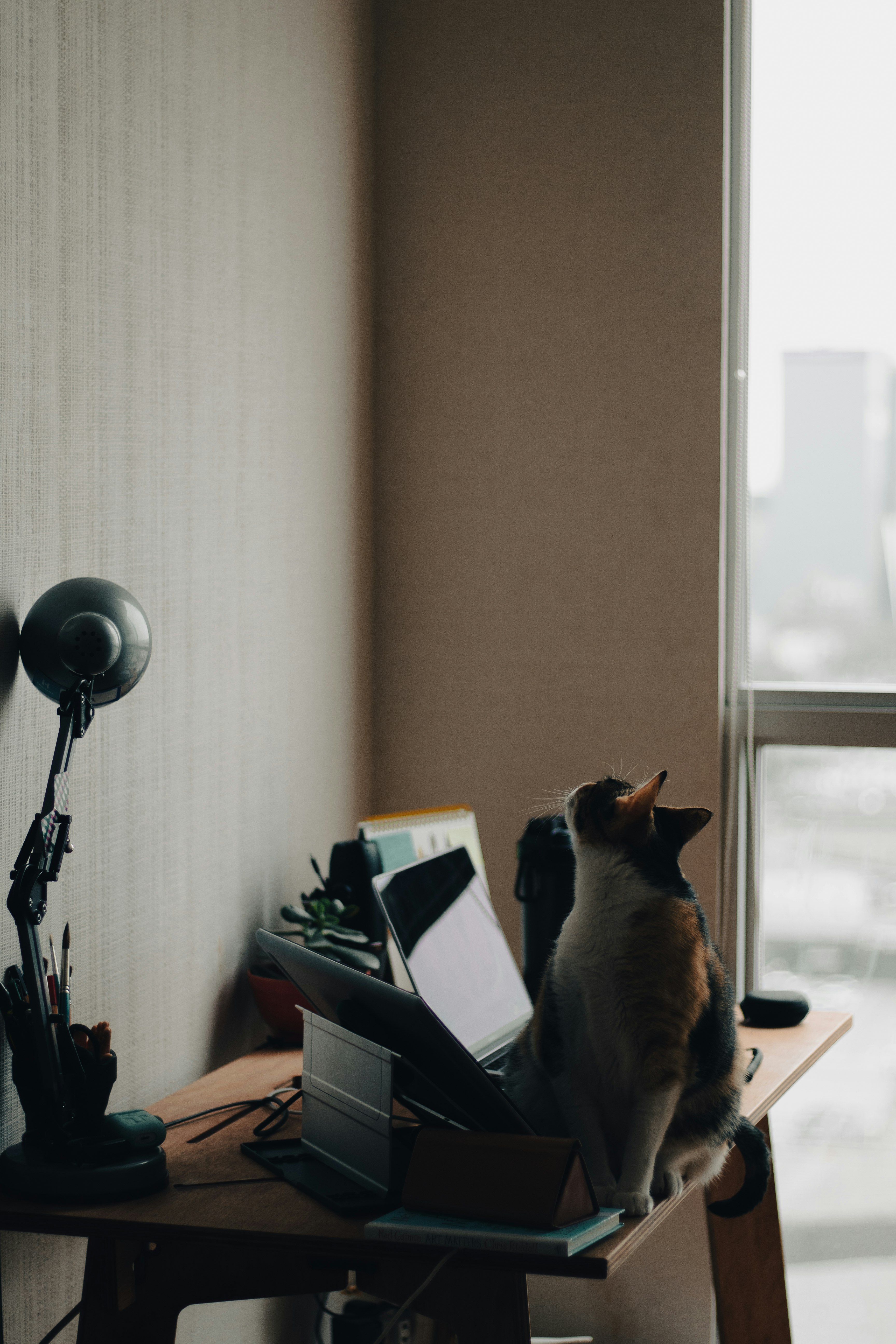 brown cat on white table