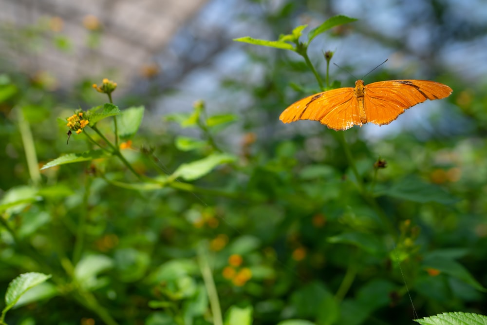 yellow butterfly perched on green leaf during daytime
