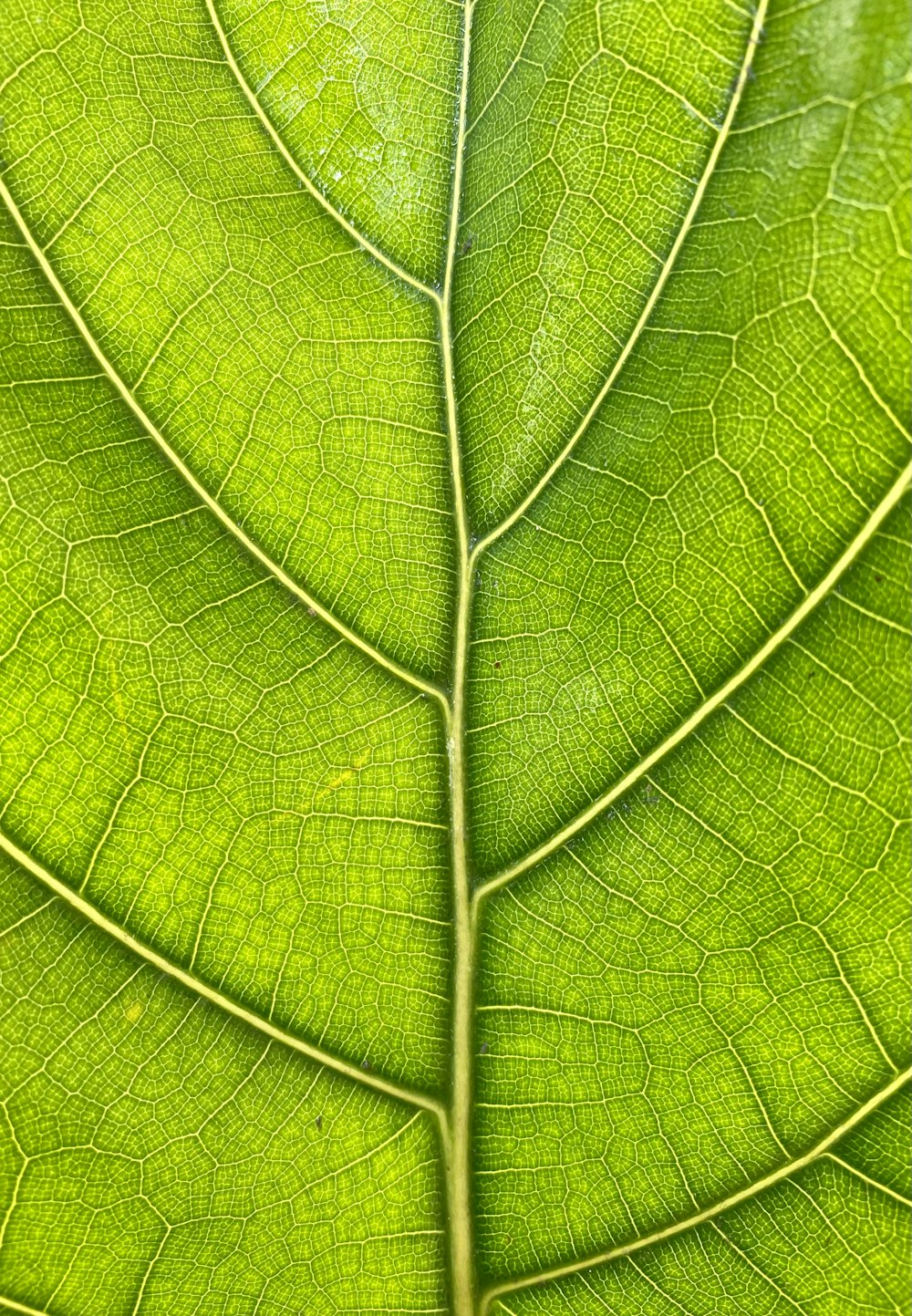 green leaf in close up photography