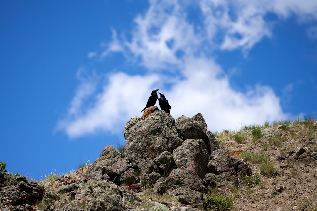 black and white short coated dog on brown rock under blue and white sunny cloudy sky