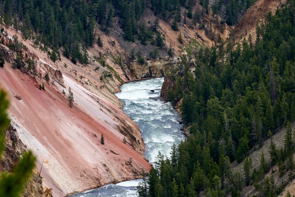 green pine trees near river during daytime