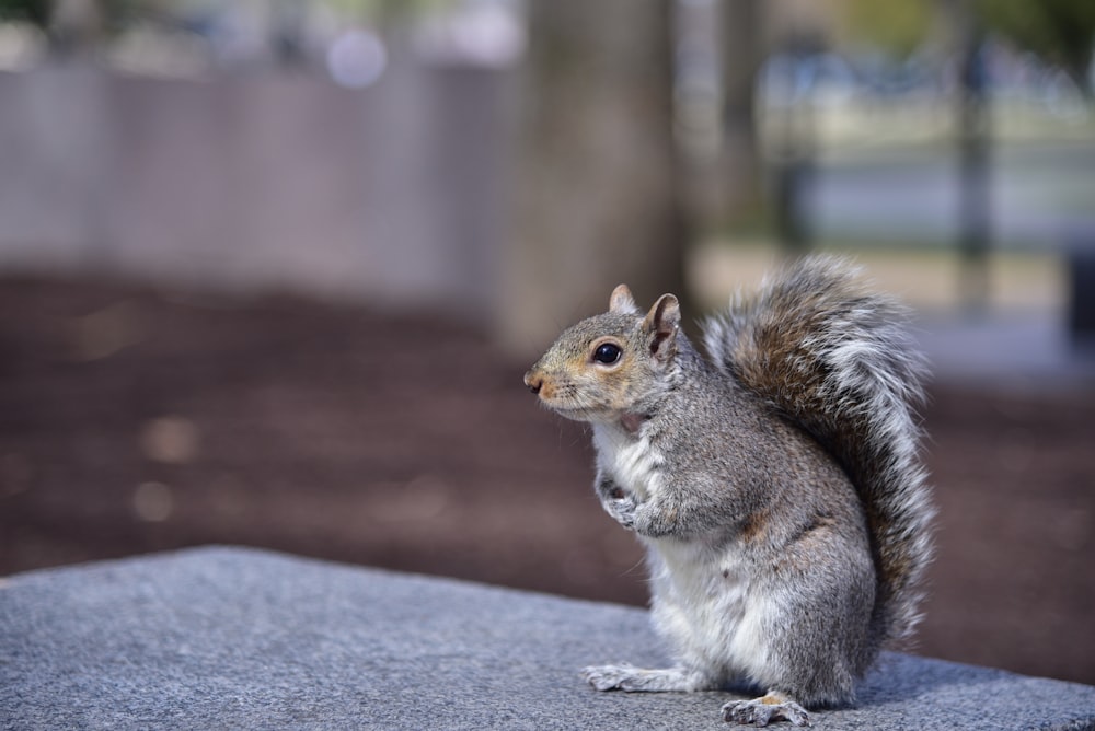 brown squirrel on gray concrete floor during daytime