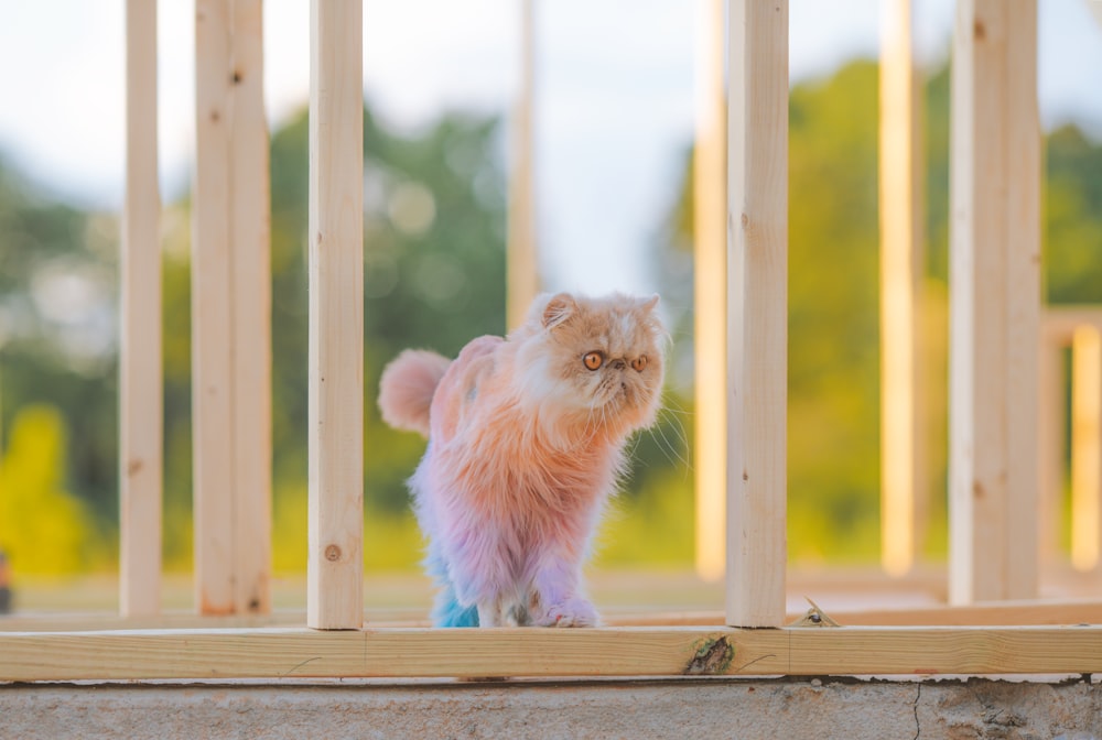 white long fur cat on brown wooden fence during daytime