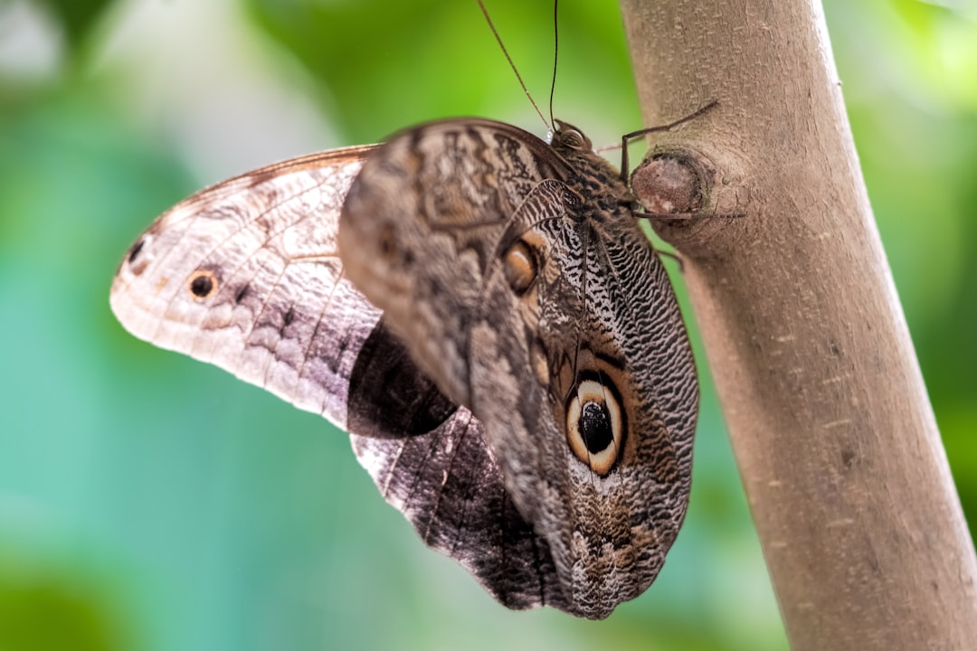 brown and black butterfly perched on brown stem in close up photography during daytime