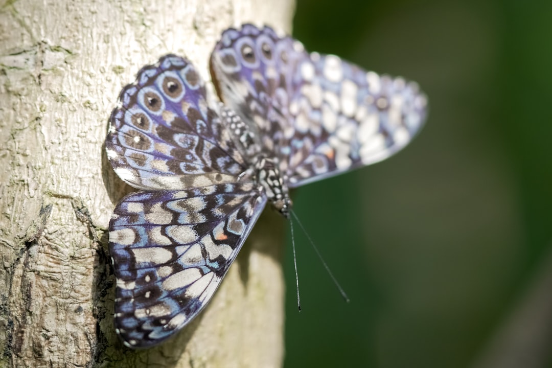 brown and white butterfly on brown wooden surface