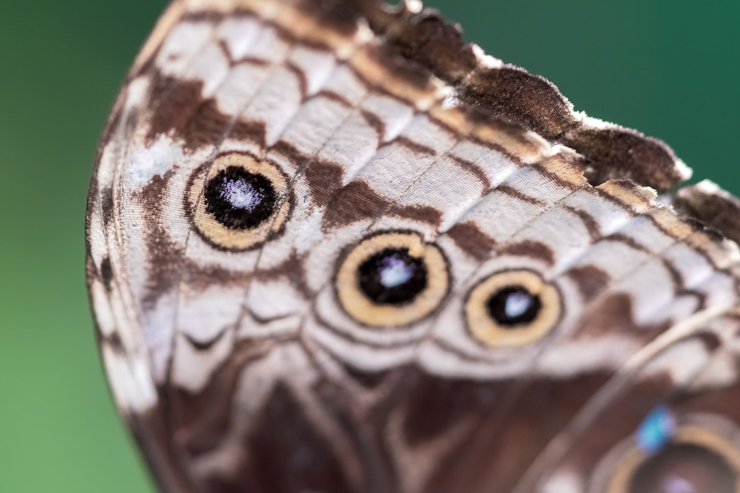 brown and white owl butterfly