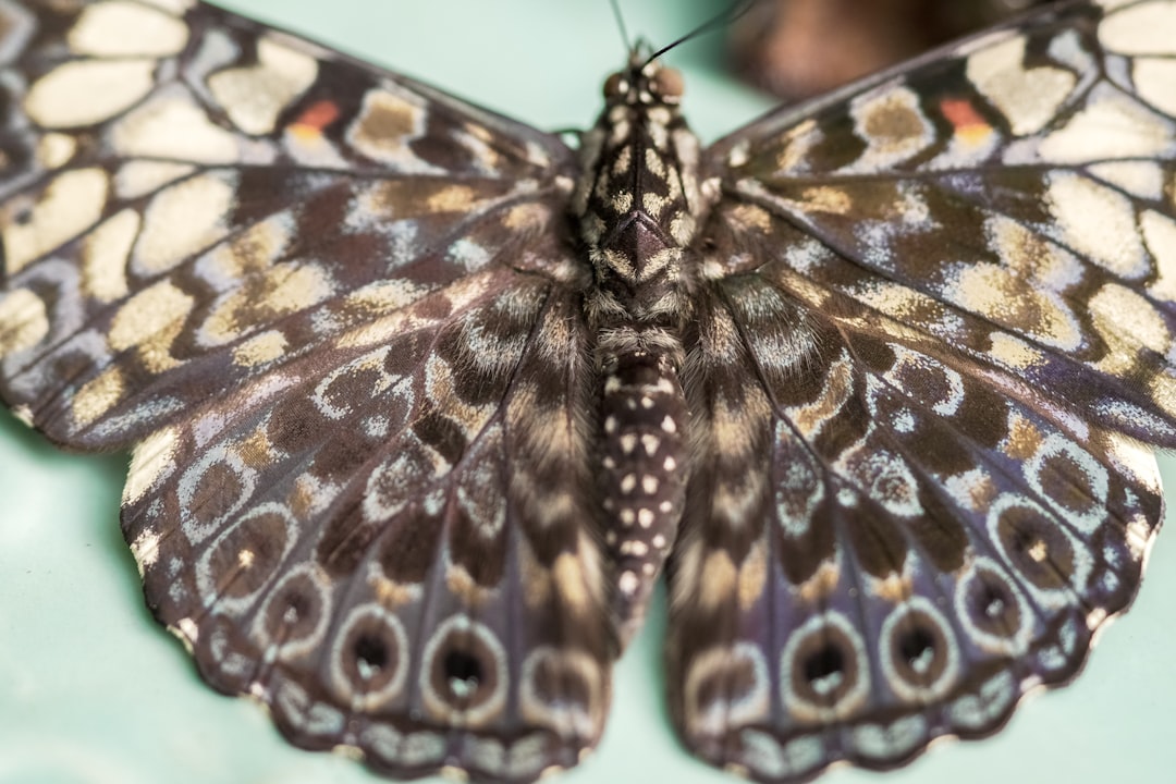 brown and black butterfly on persons hand