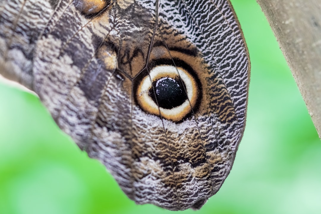 brown and white moth in close up photography