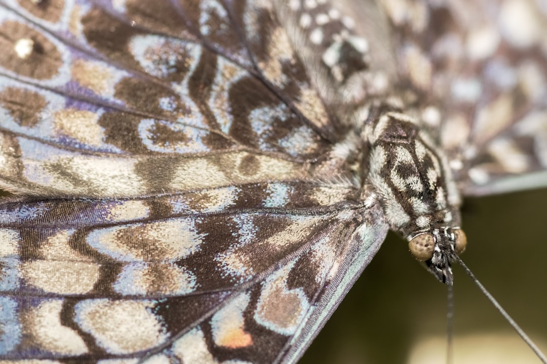 black and white butterfly in close up photography during daytime