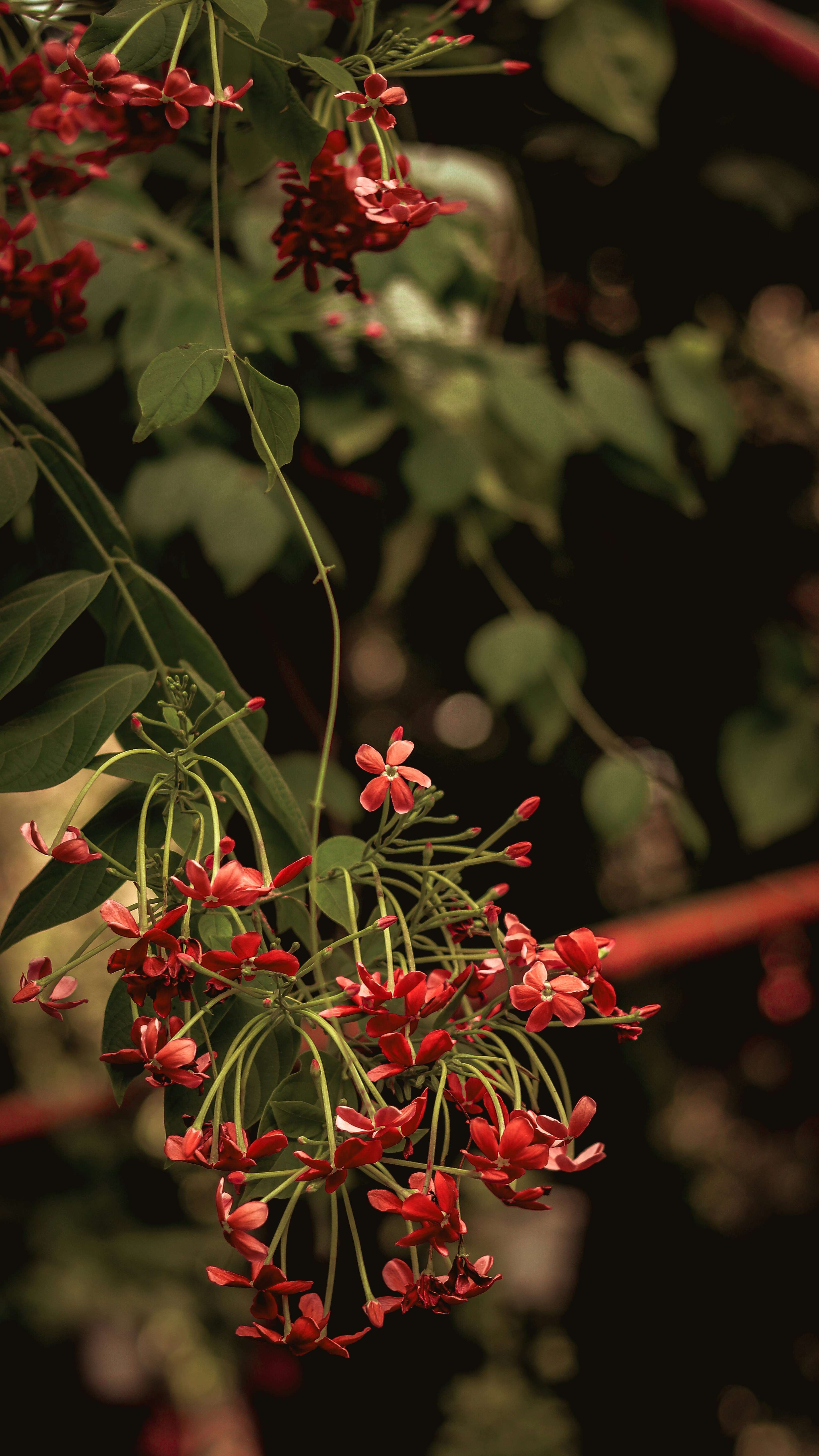 red flower with green leaves