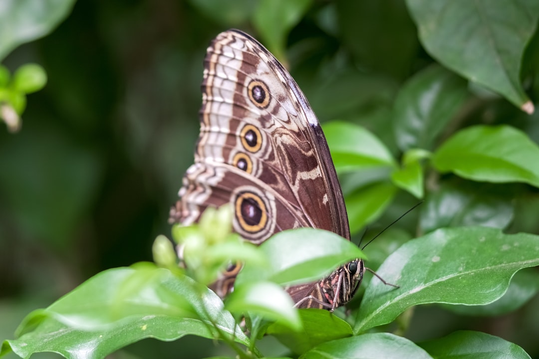 brown and white butterfly on green plant