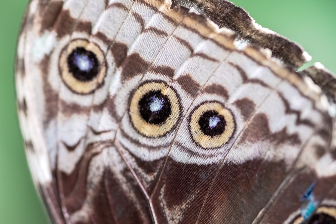brown and white owl butterfly