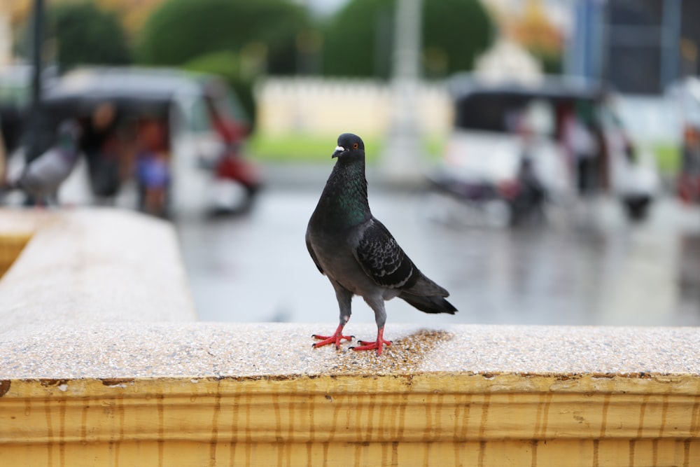 black and gray pigeon on white concrete surface during daytime