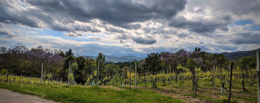 green trees under cloudy sky during daytime