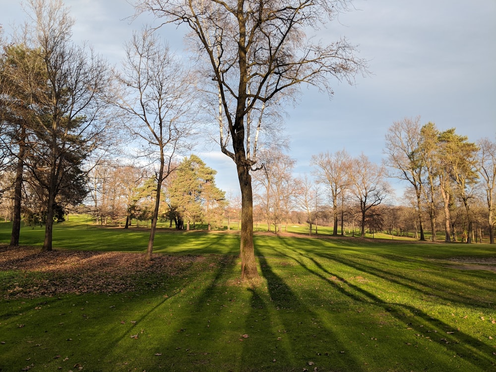 árboles sin hojas en un campo de hierba verde bajo el cielo blanco durante el día