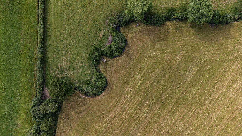 vista aérea de árvores verdes no campo marrom durante o dia