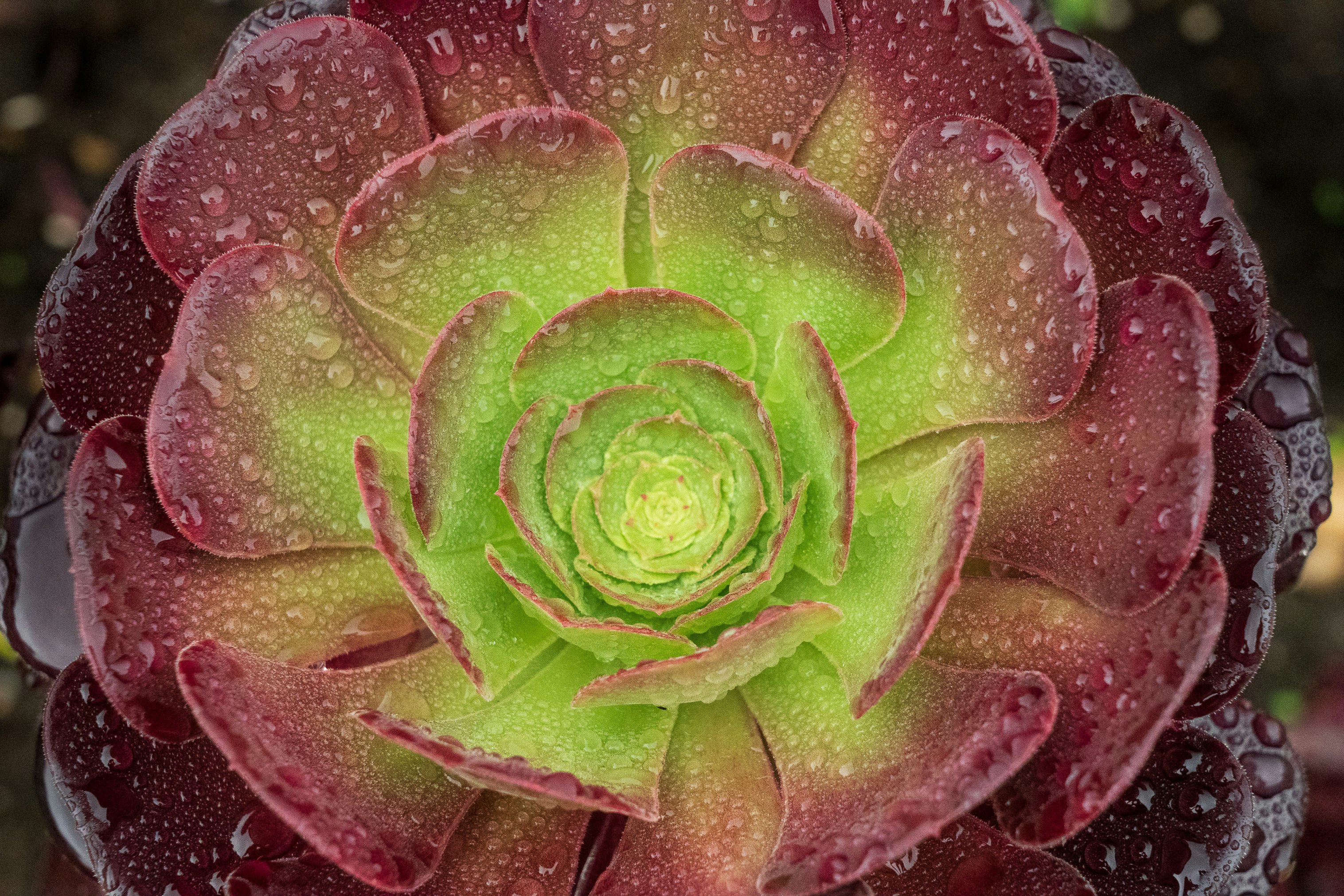 green and red flower in close up photography