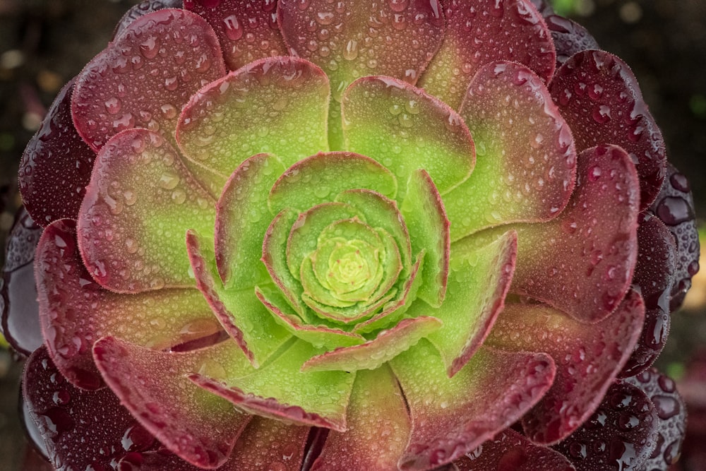 fiore verde e rosso in primo piano fotografia