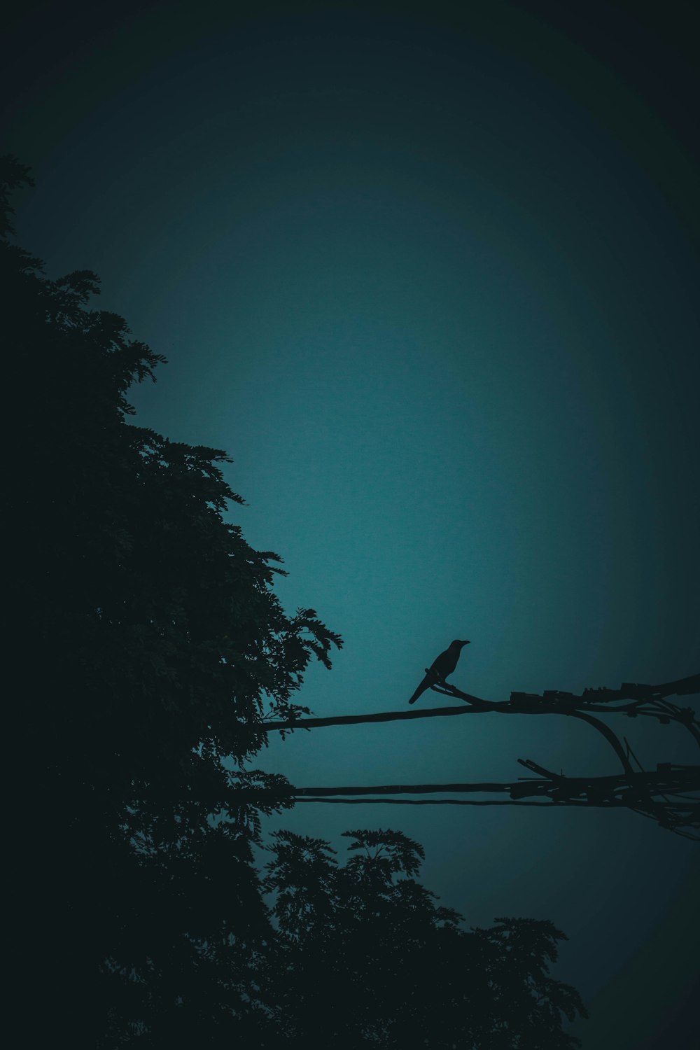silhouette of bird perched on tree branch during daytime