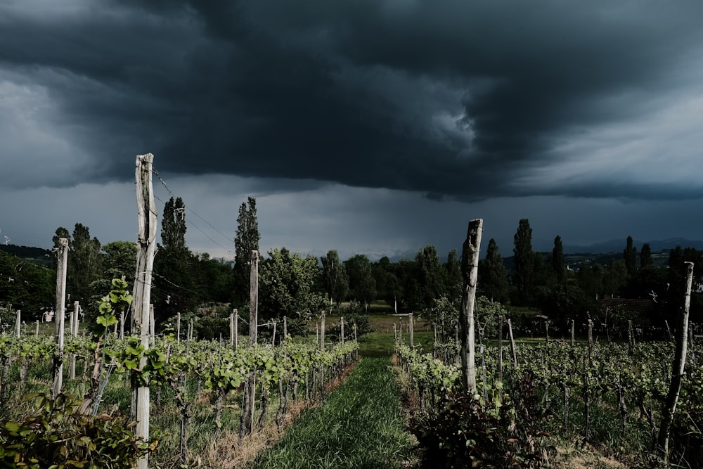 green trees under gray clouds