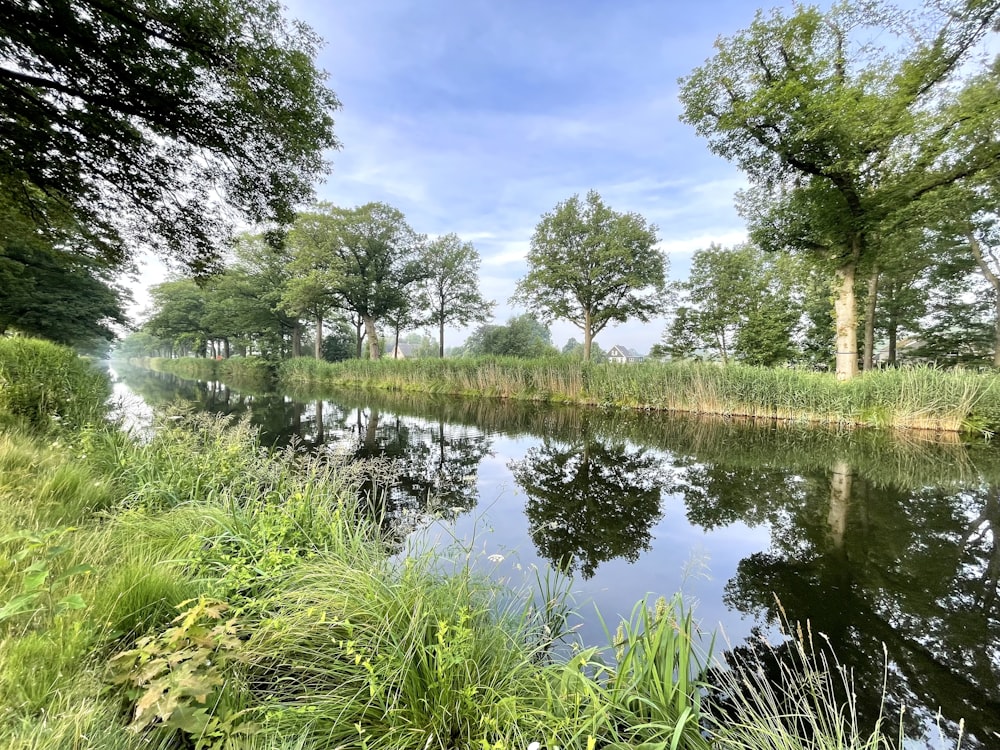 green trees beside river during daytime