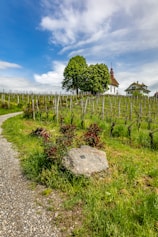 A lush vineyard with rows of grapevines leading to a quaint chapel and house in the background. A winding gravel path runs alongside the vineyard and grassy area with shrubs and a large rock. The sky is a vibrant blue with scattered clouds.