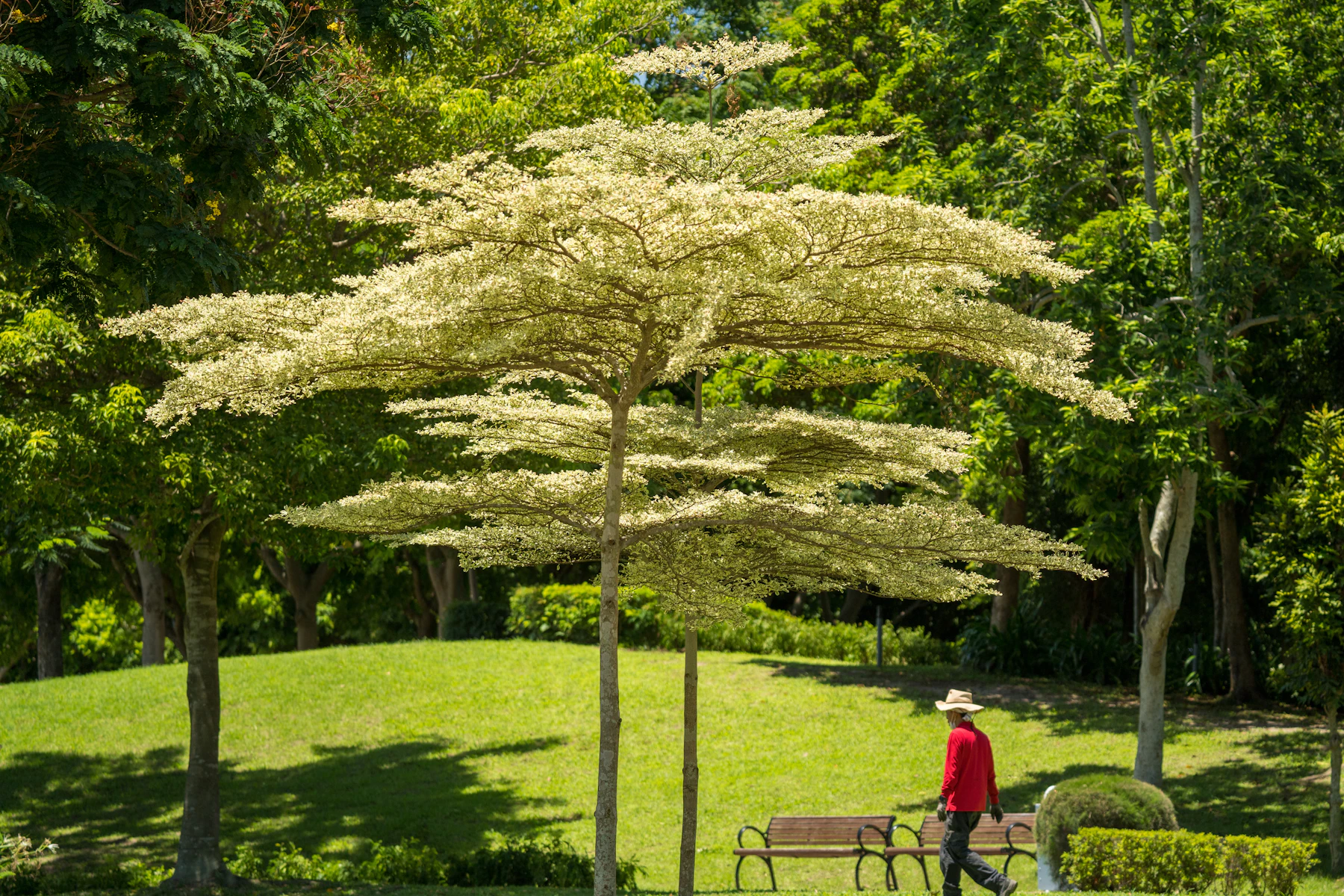 Healthy lawn with seasonal landscaping design