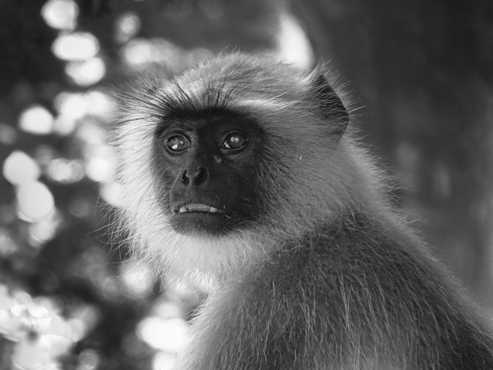 grayscale photo of monkey near tree