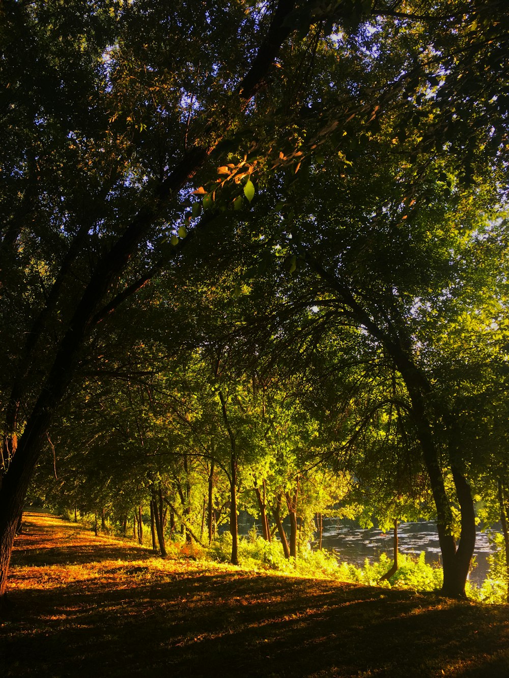 green trees on green grass field during daytime