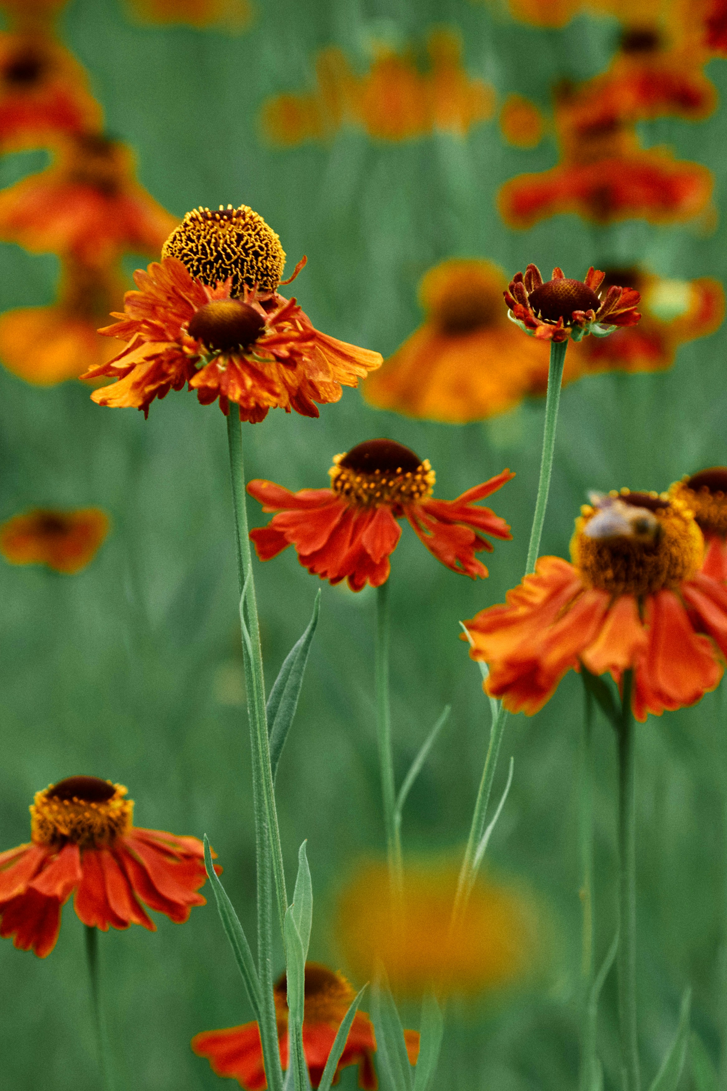 ティルト シフト レンズのオレンジ色の花の写真 Unsplashで見つけるオーストリアの無料写真