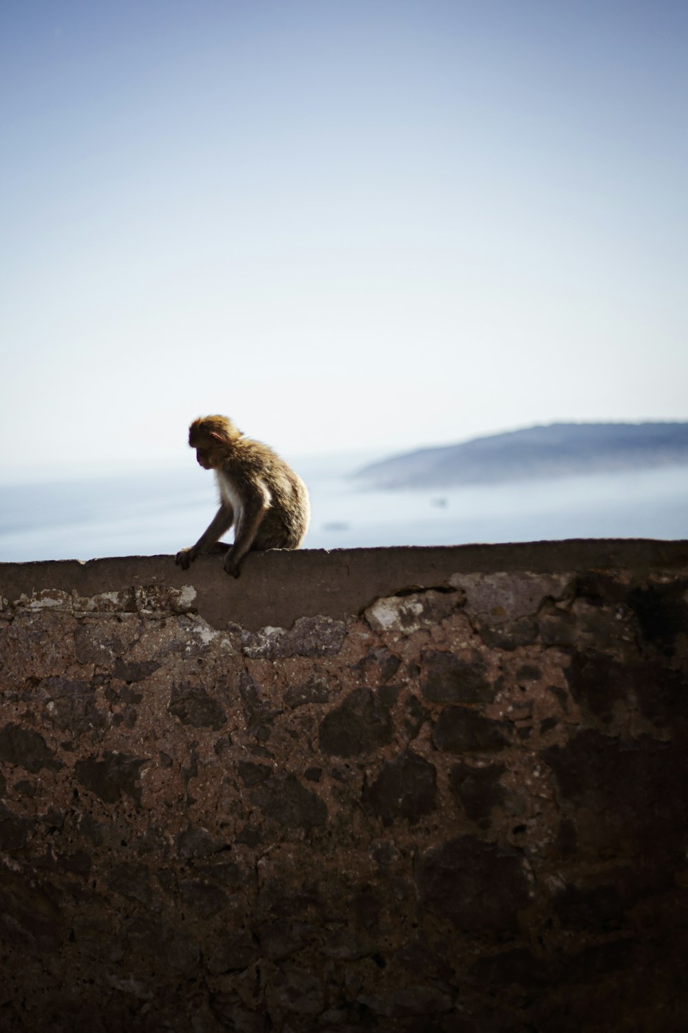 昼間、灰色のコンクリートの壁に座っている茶色の猿