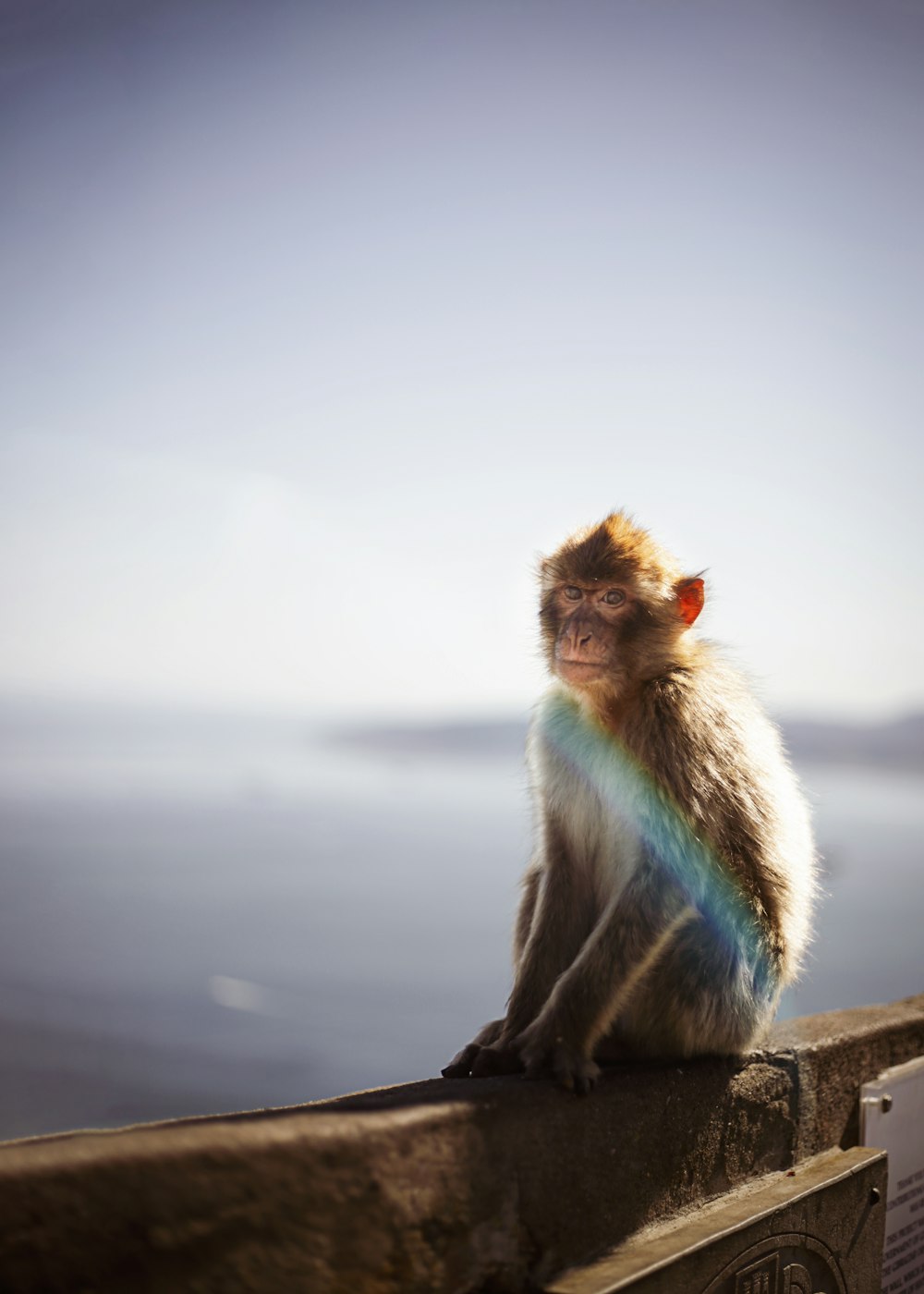 macaco marrom e branco sentado na cerca de madeira marrom durante o dia