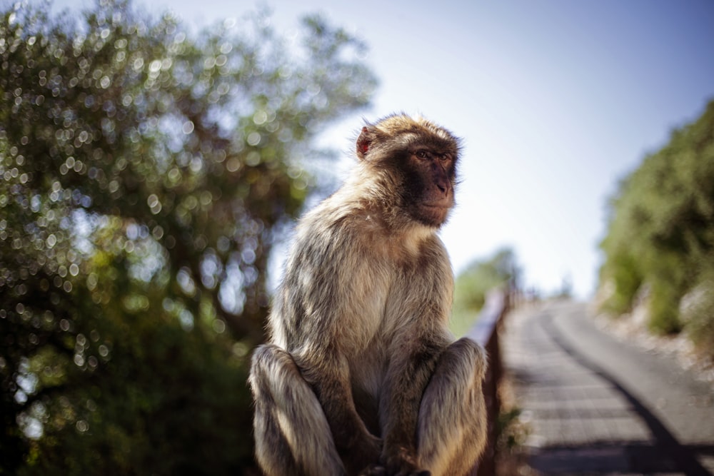 brown monkey sitting on brown wooden fence during daytime