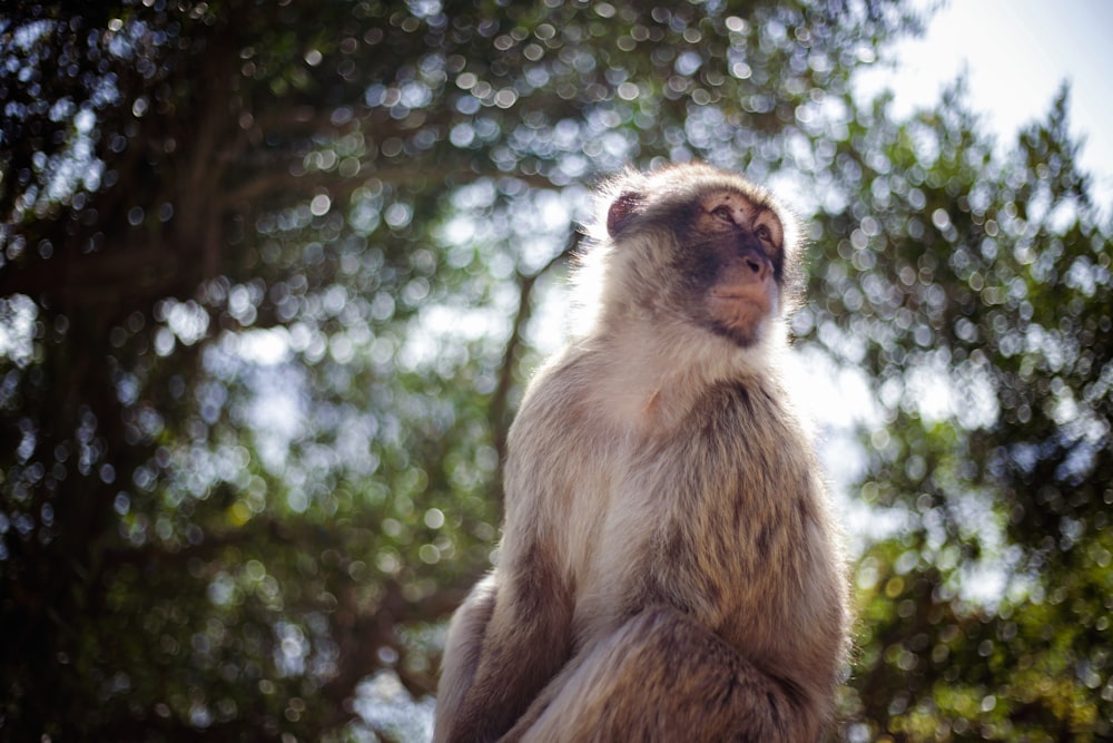 brown monkey sitting on brown wooden fence during daytime